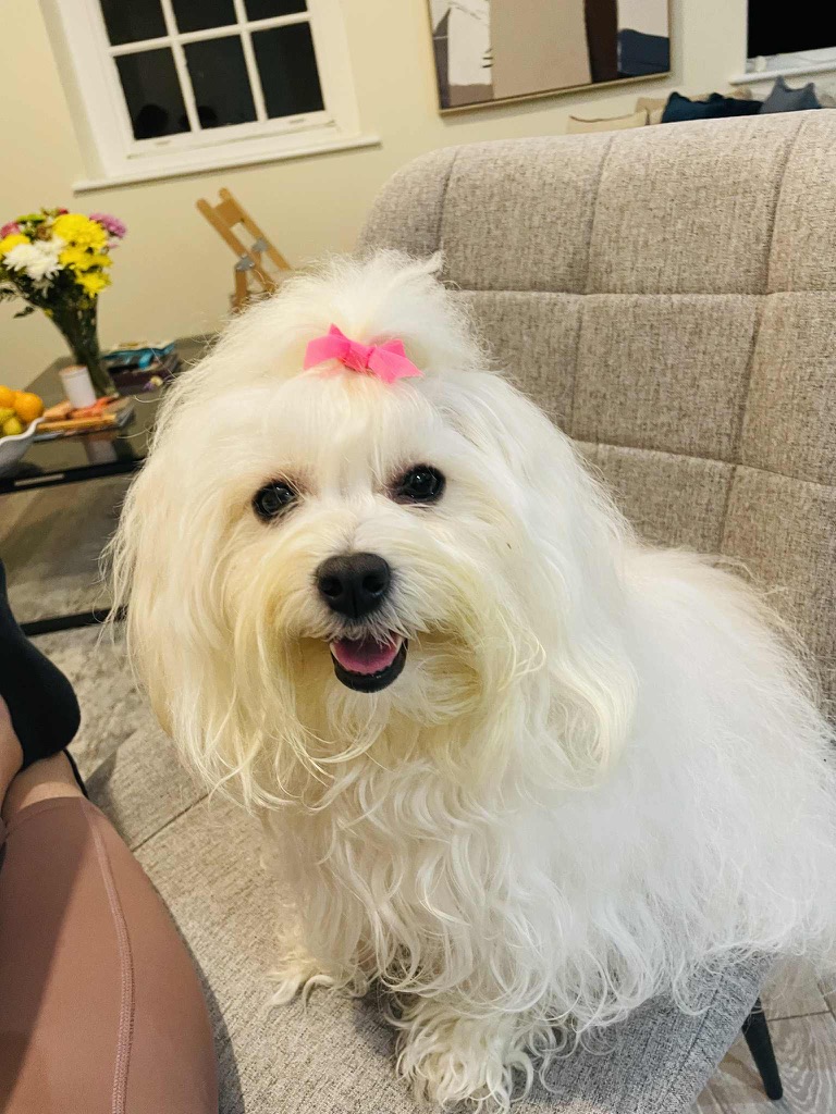 Bambi with pink bow