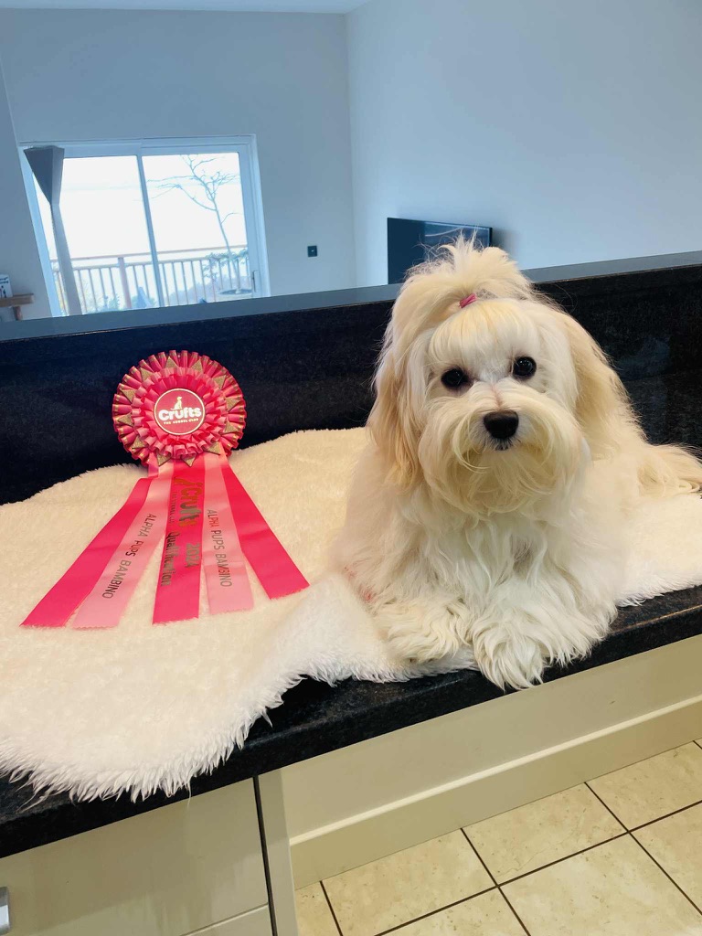 Bambi with Crufts qualifier rosette