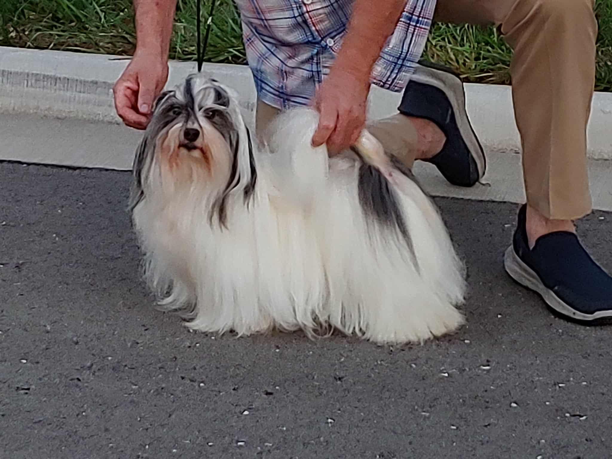 Bobbi in the show ring