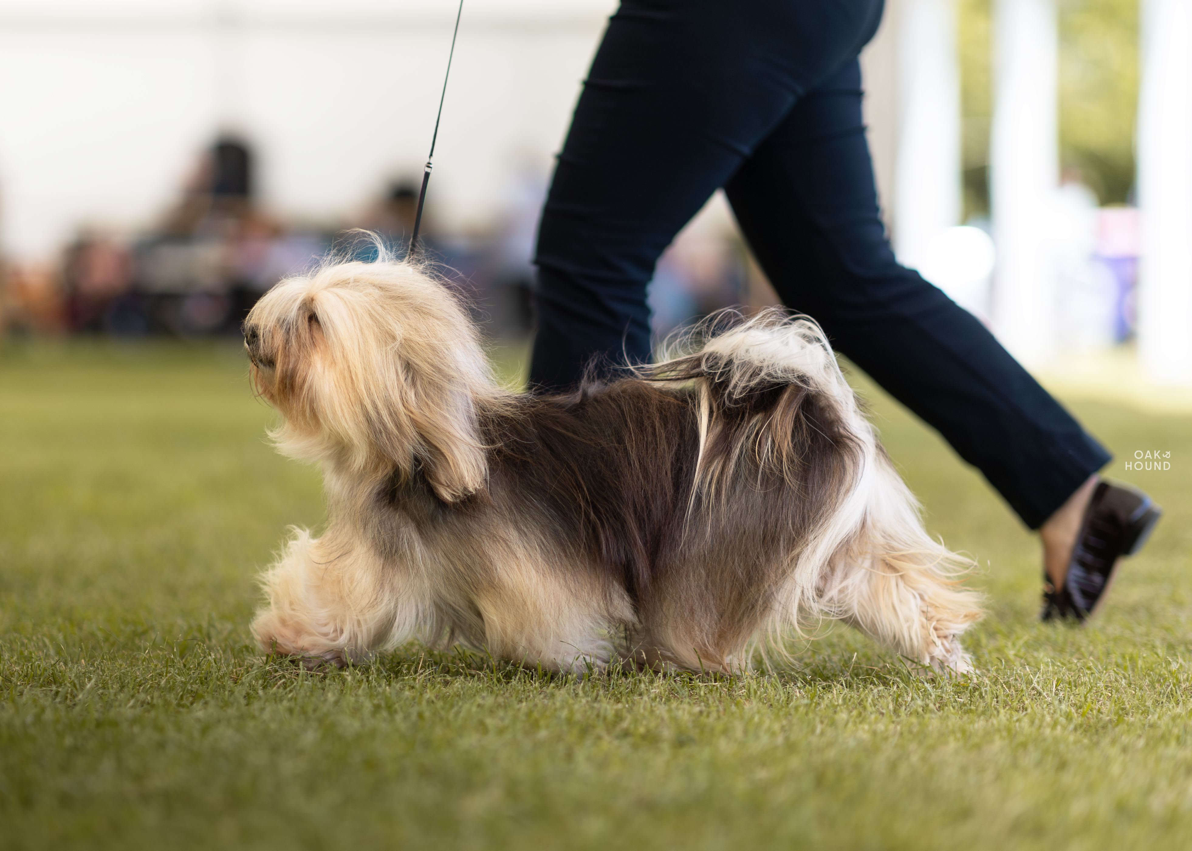 Katie at a show