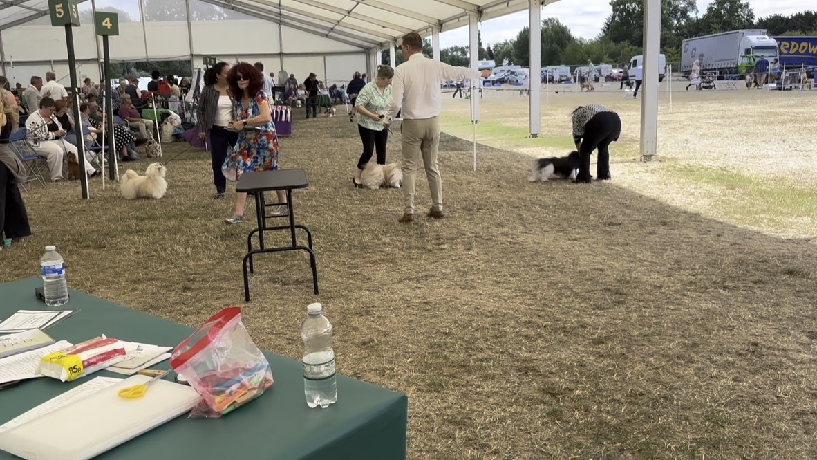 Katie at a show