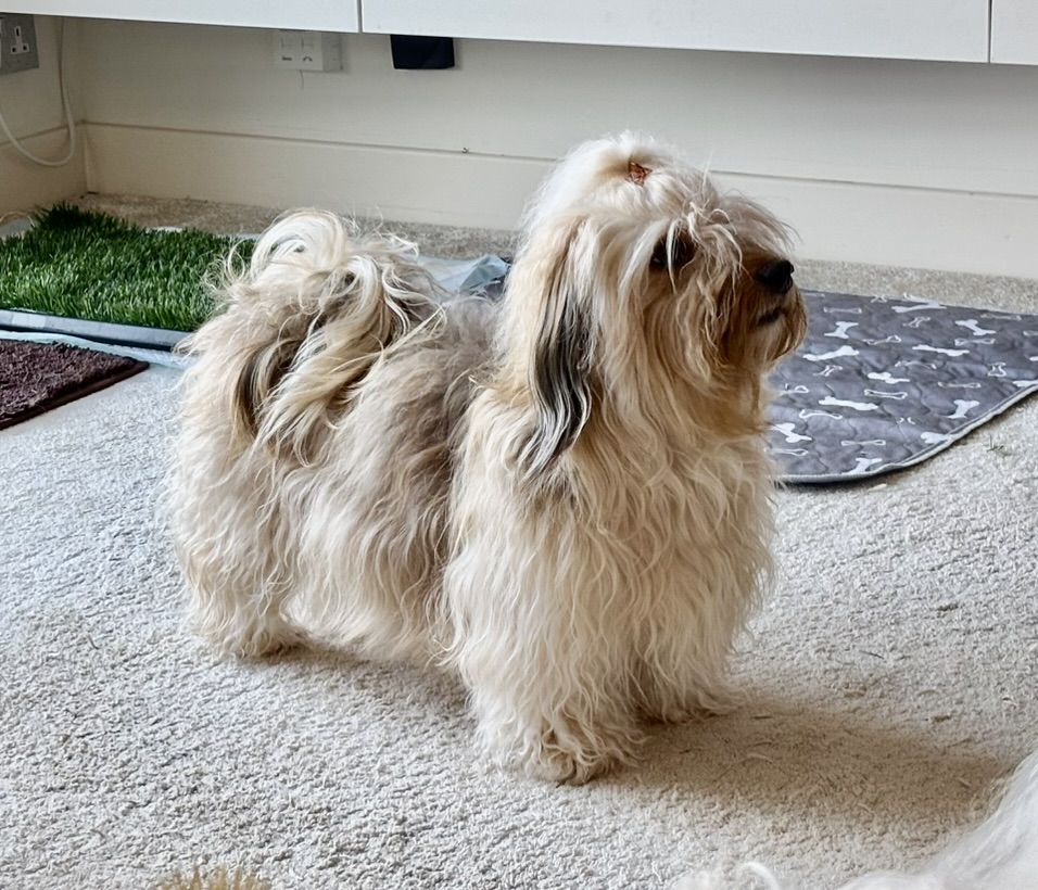 Poppy close up