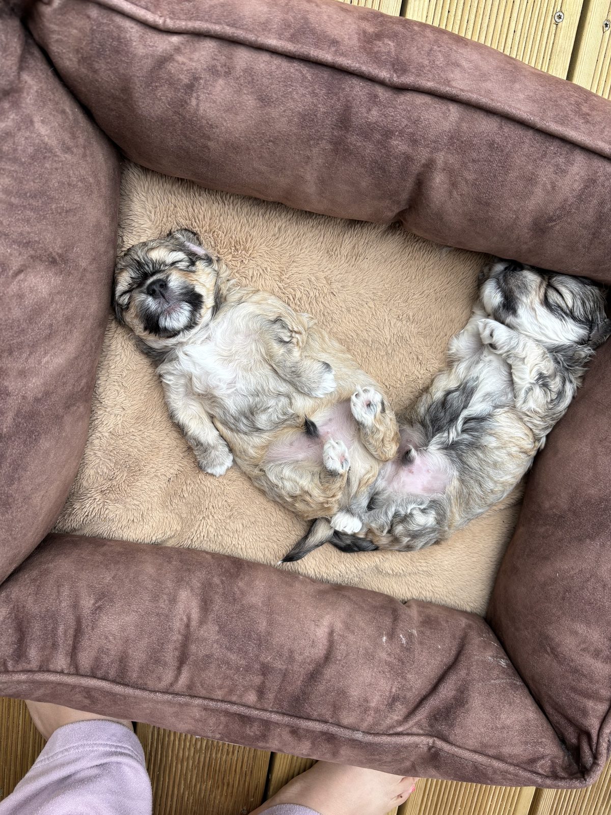 Alphapups puppy