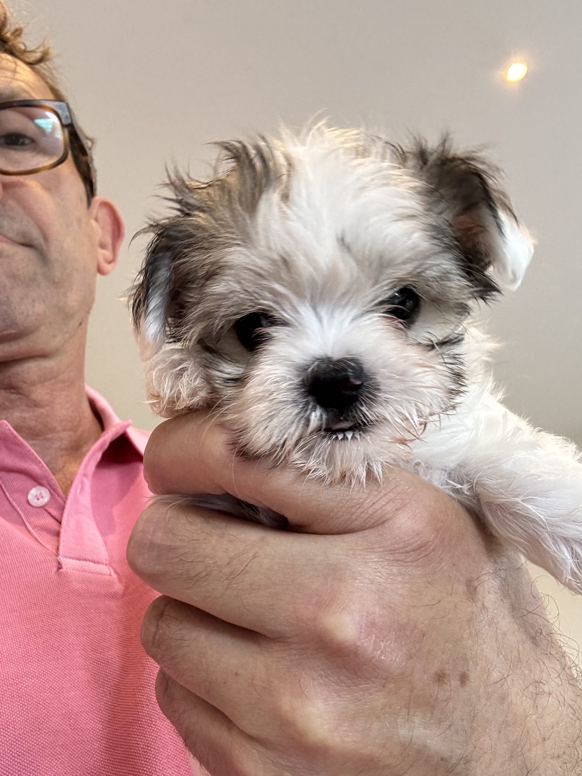 Alphapups puppy