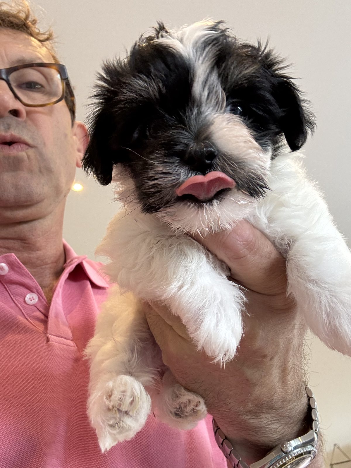 Alphapups puppy