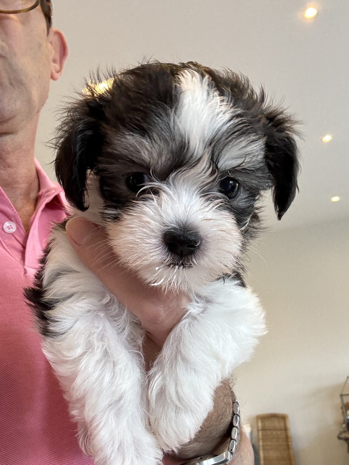 Alphapups puppy