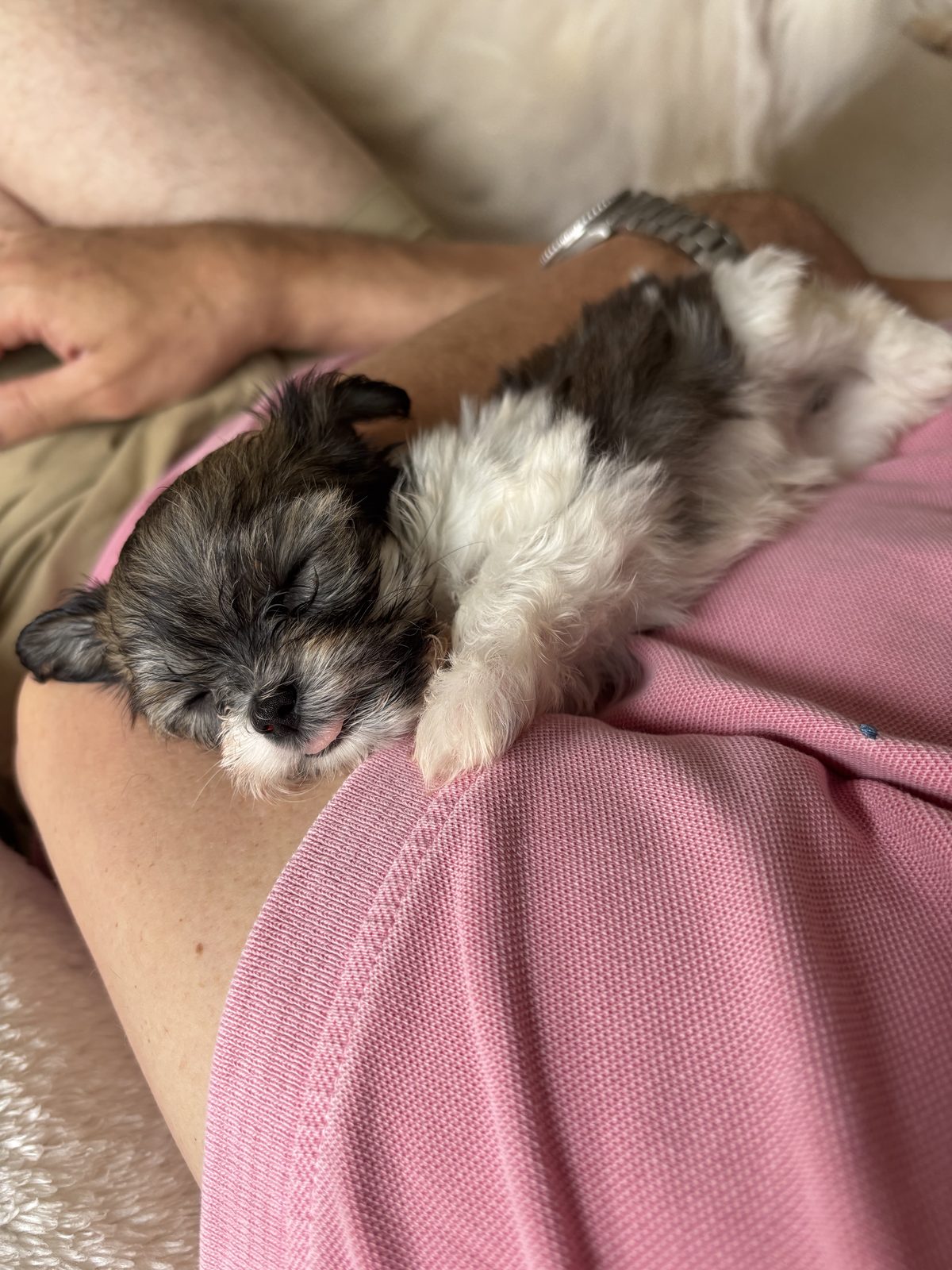 Alphapups puppy