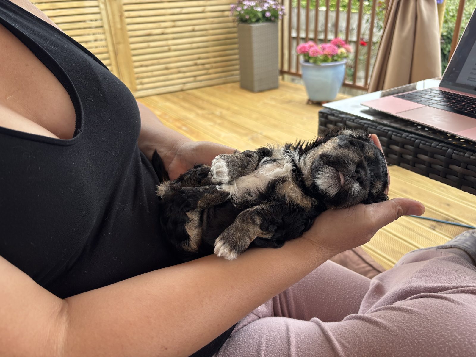 Alphapups puppy