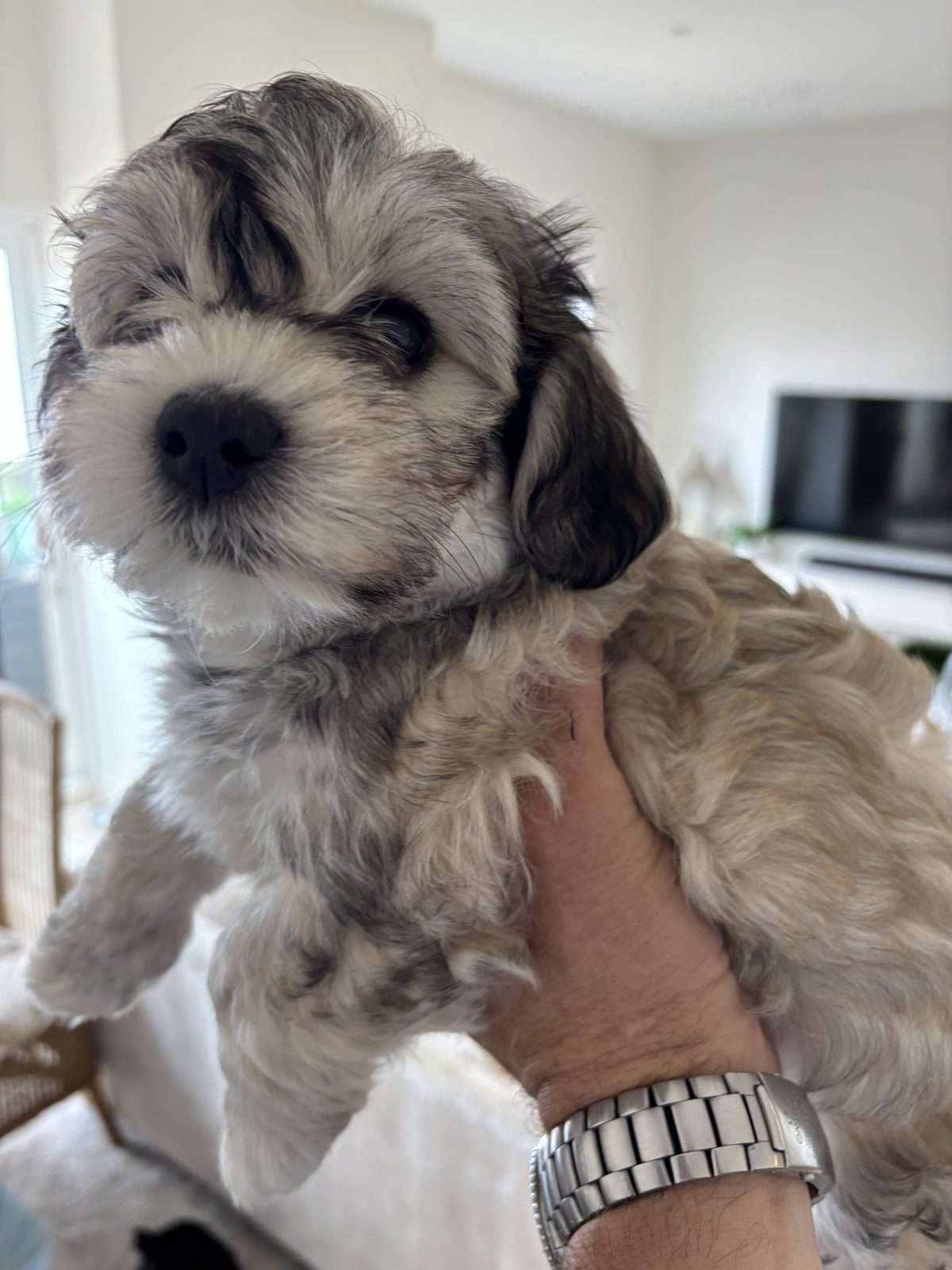 Alphapups puppy