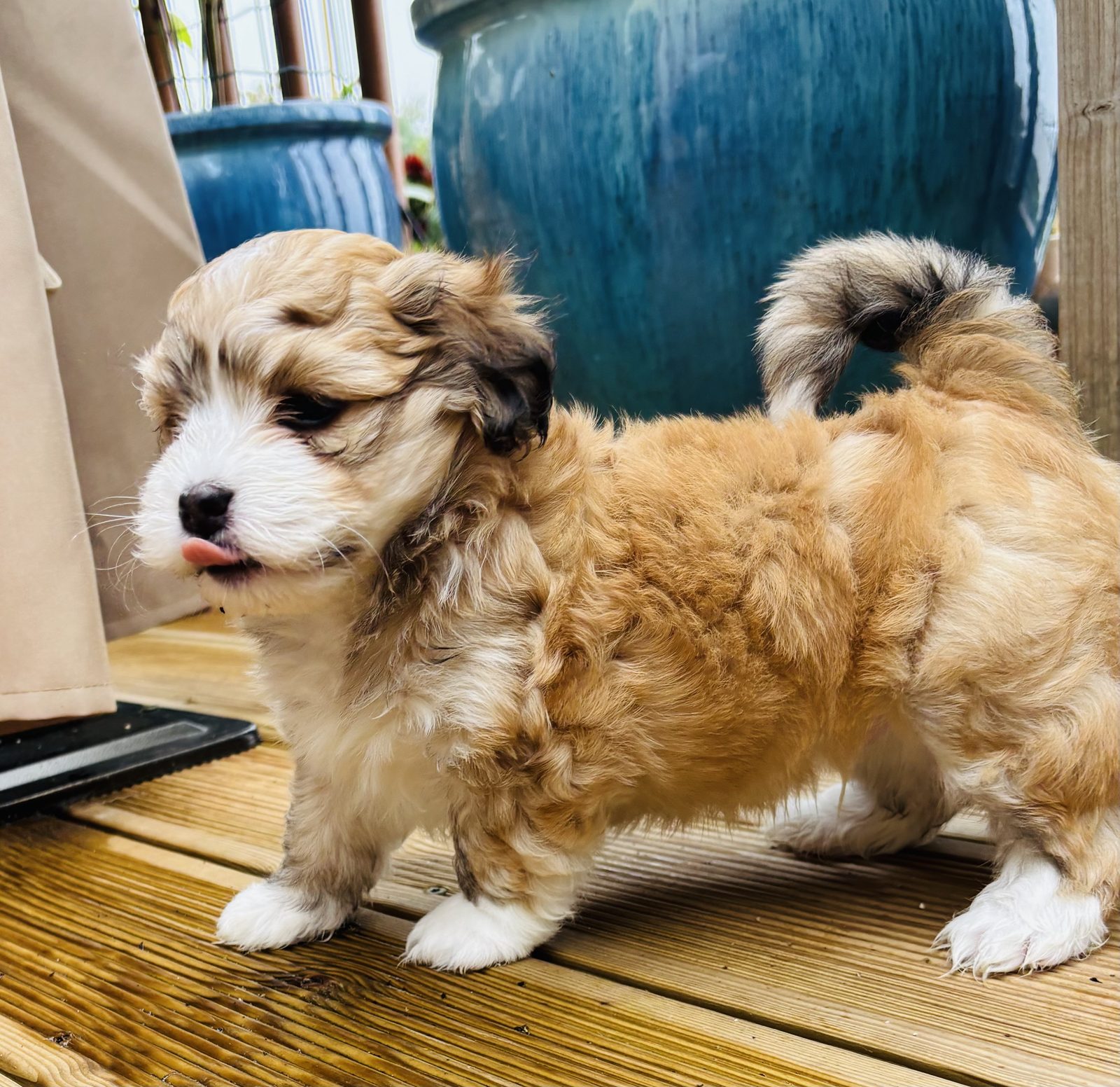 Alphapups puppy