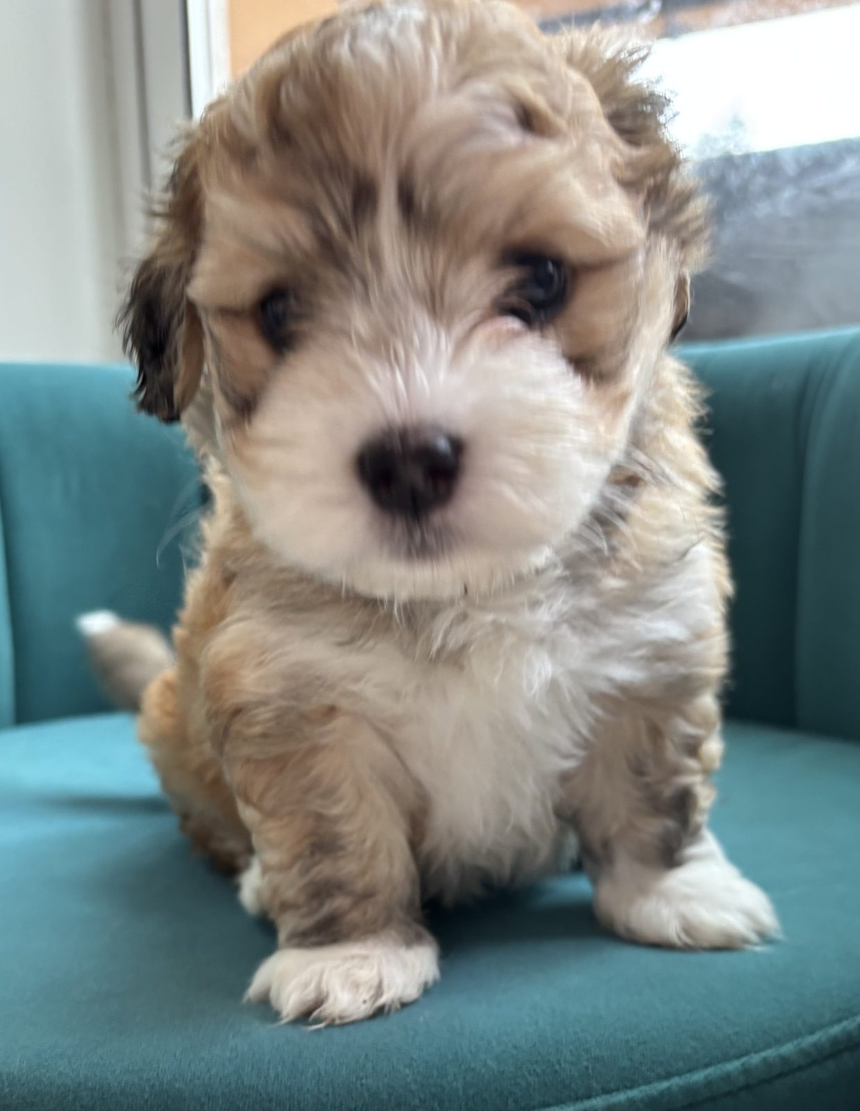 Alphapups puppy