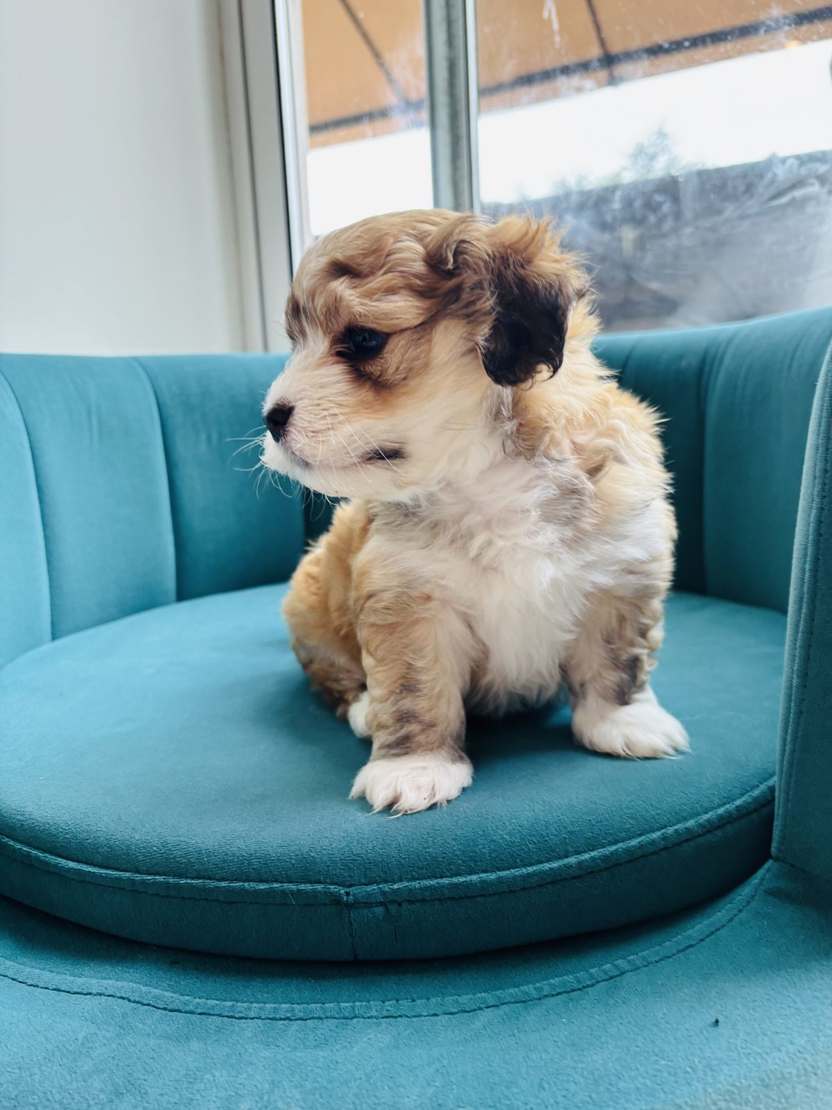 Alphapups puppy
