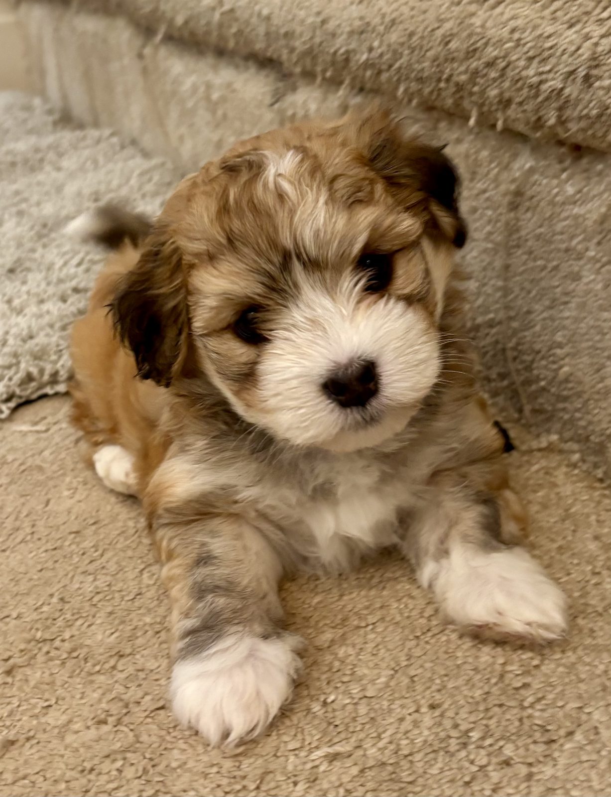 Alphapups puppy