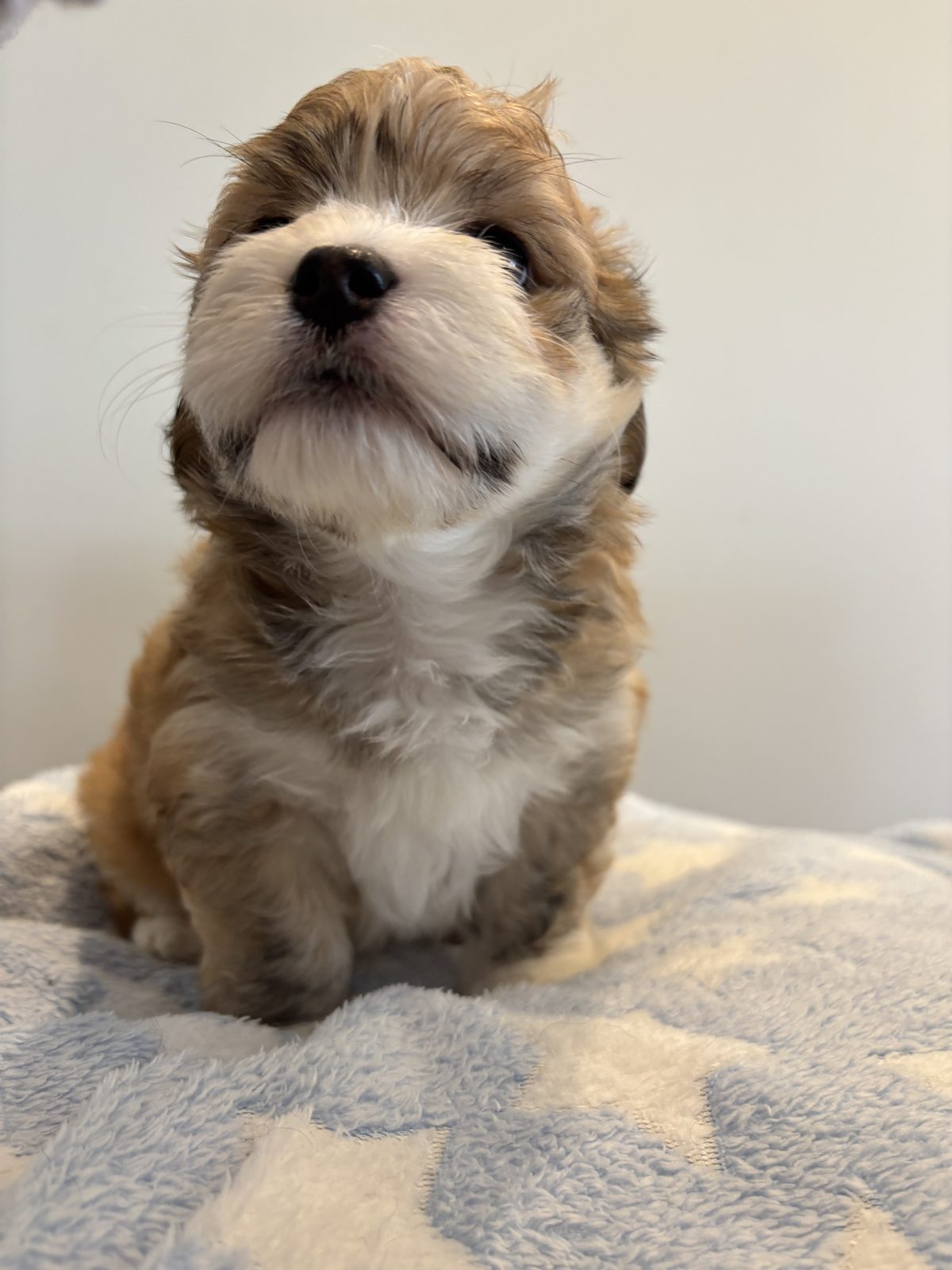 Alphapups puppy