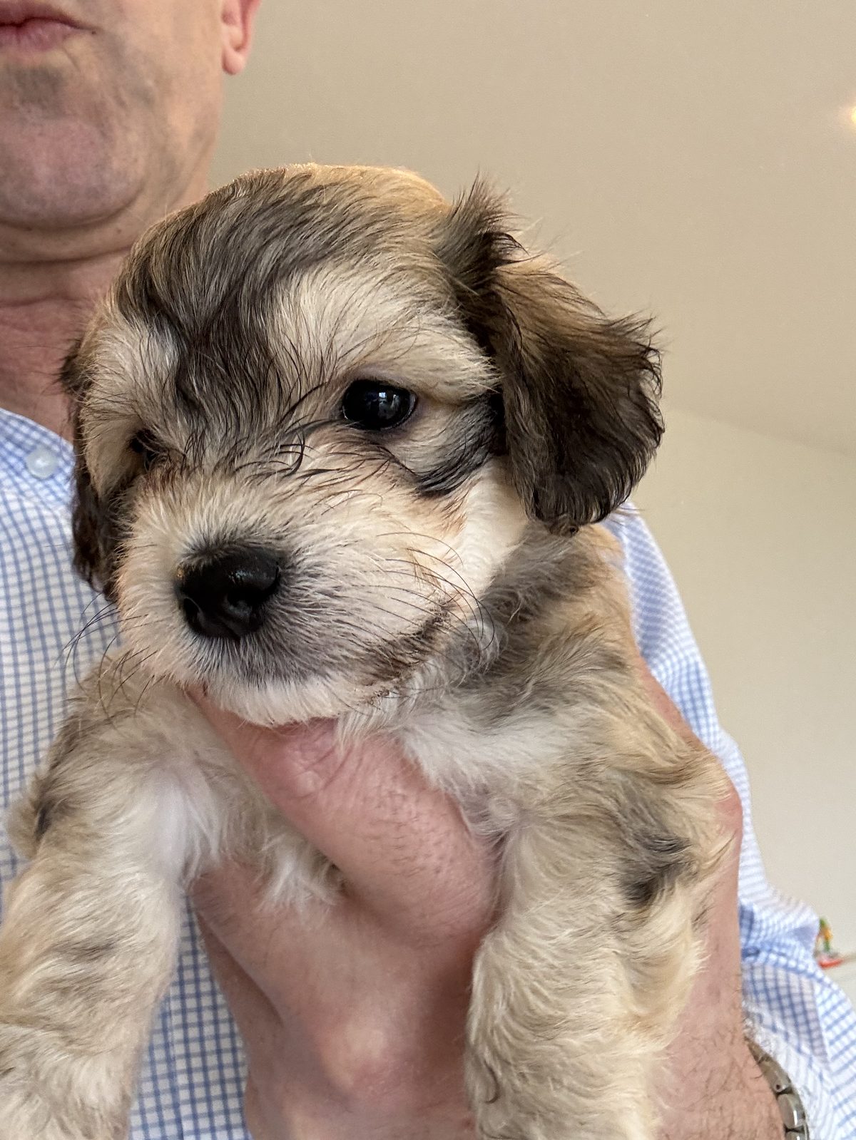 Alphapups puppy