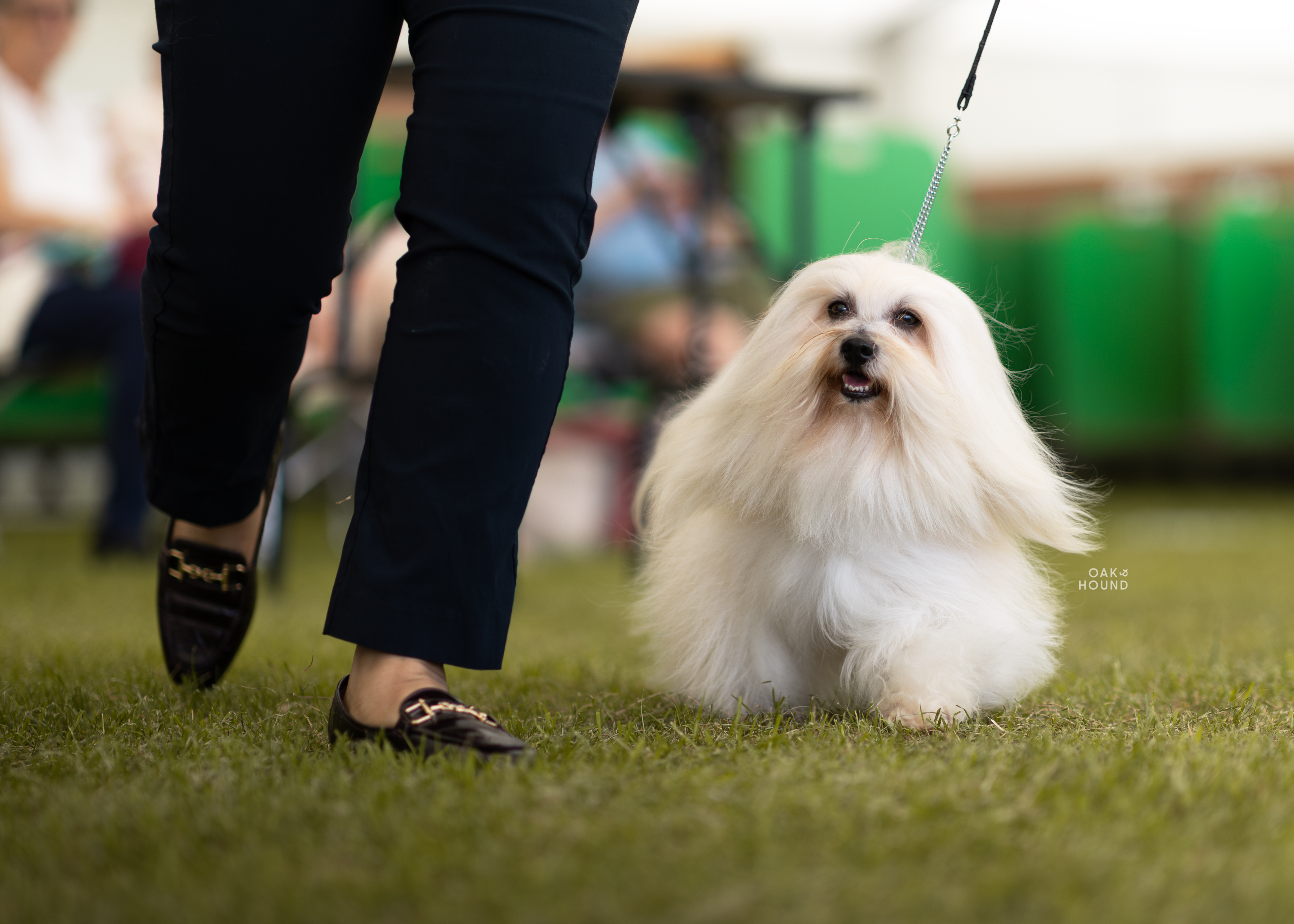 Spike at a show