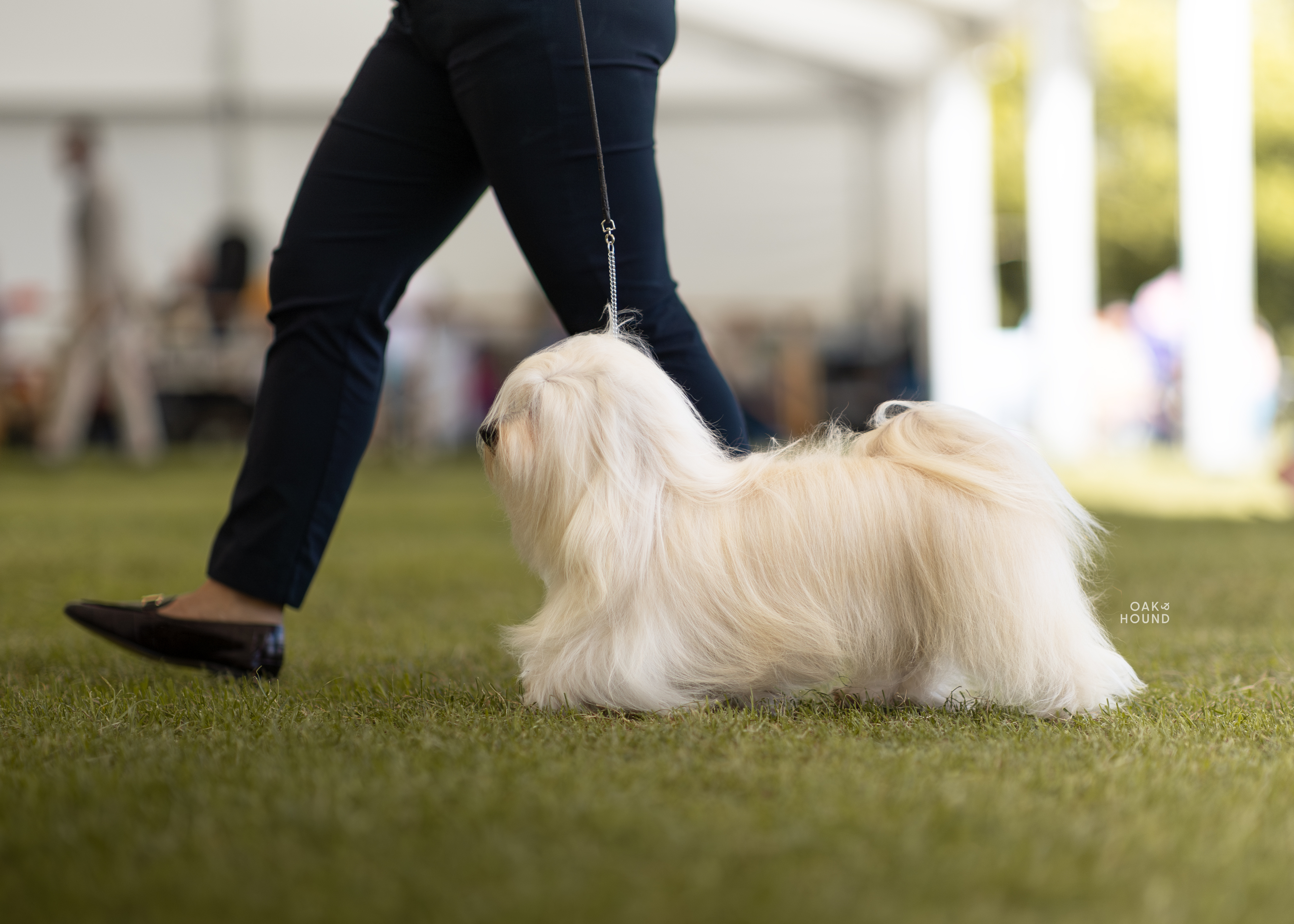 Spike – Kenquince Big Guns at Alphapups