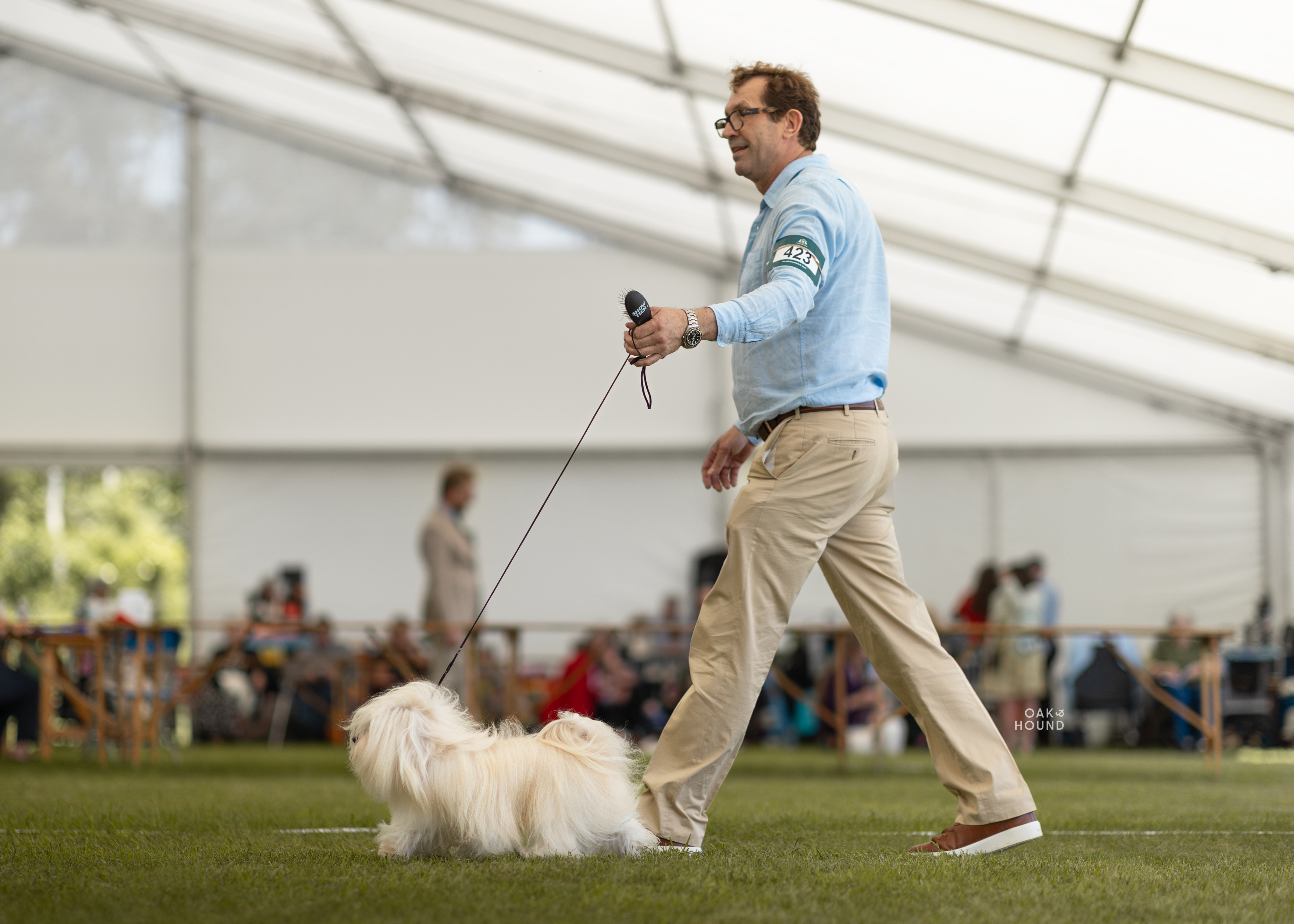 Spike in the show ring